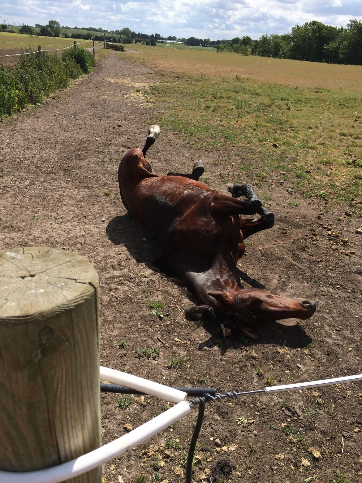 Anden særlig race Tani billede 12