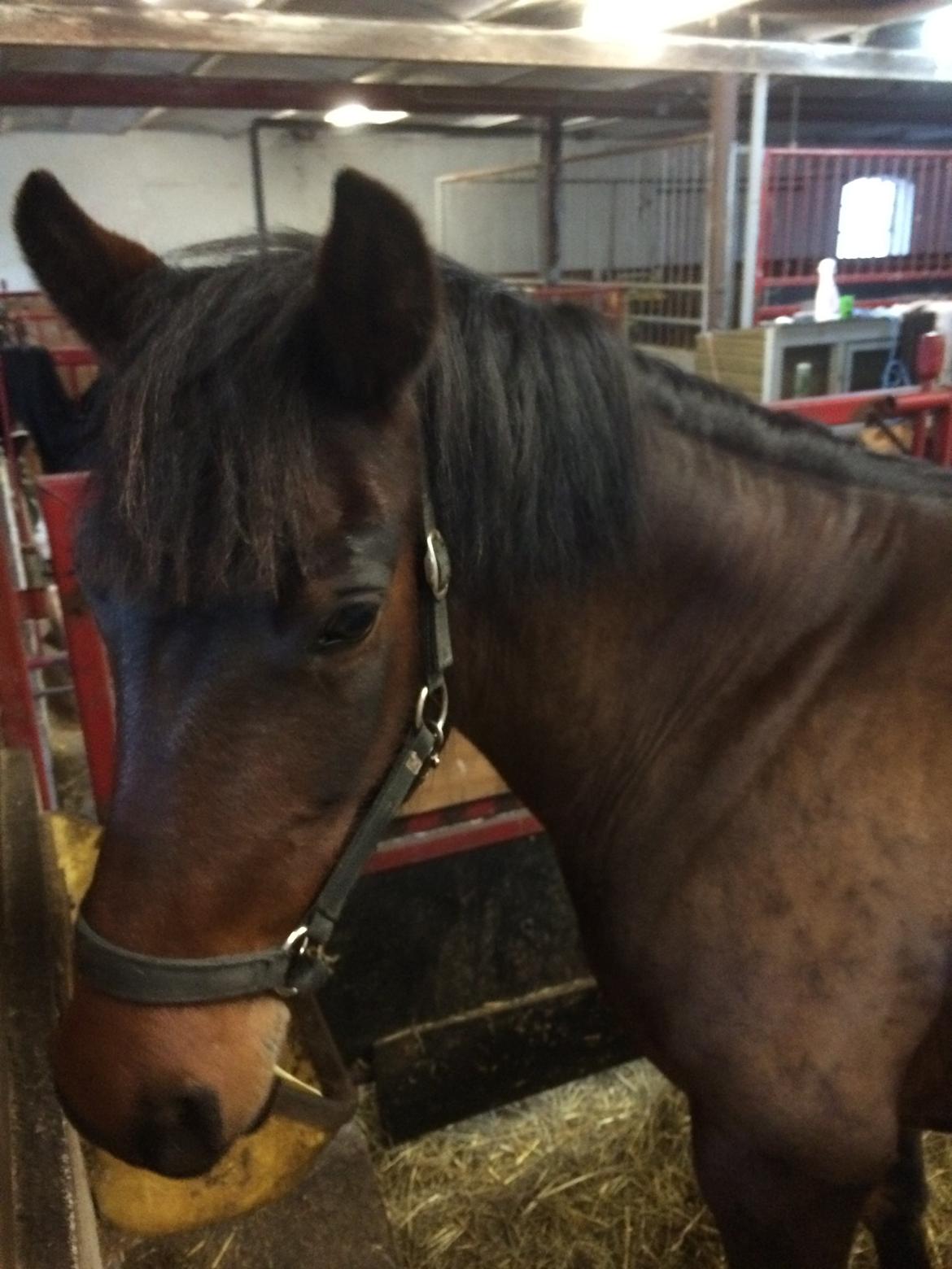 Anden særlig race Tani billede 8