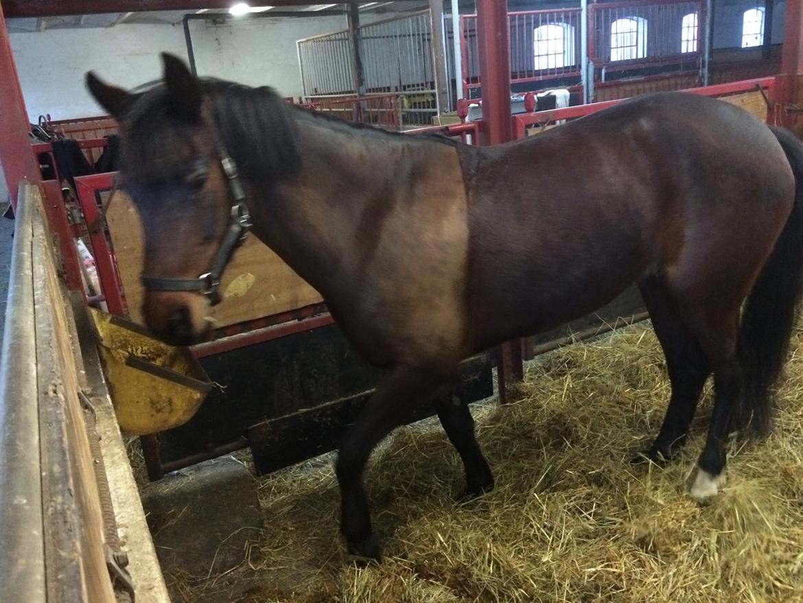 Anden særlig race Tani billede 17