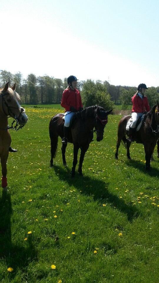 Anden særlig race Tani billede 7