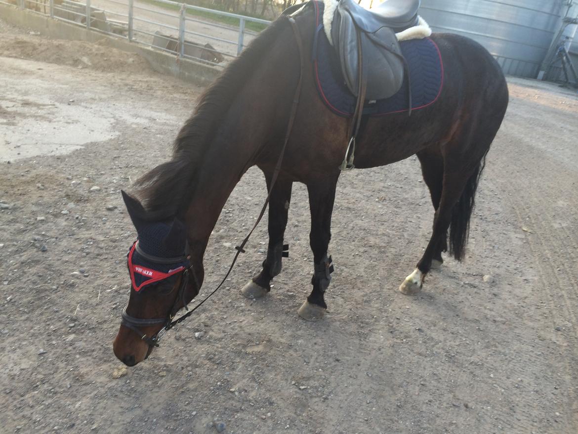 Anden særlig race Tani billede 9