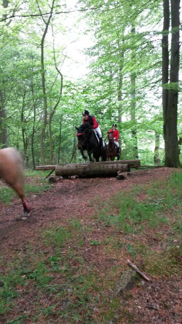 Anden særlig race Tani billede 11