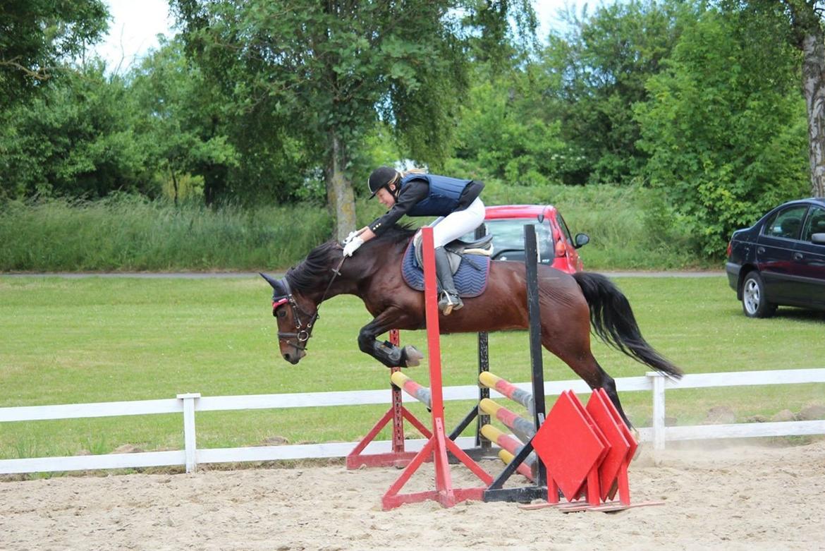 Anden særlig race Tani billede 4