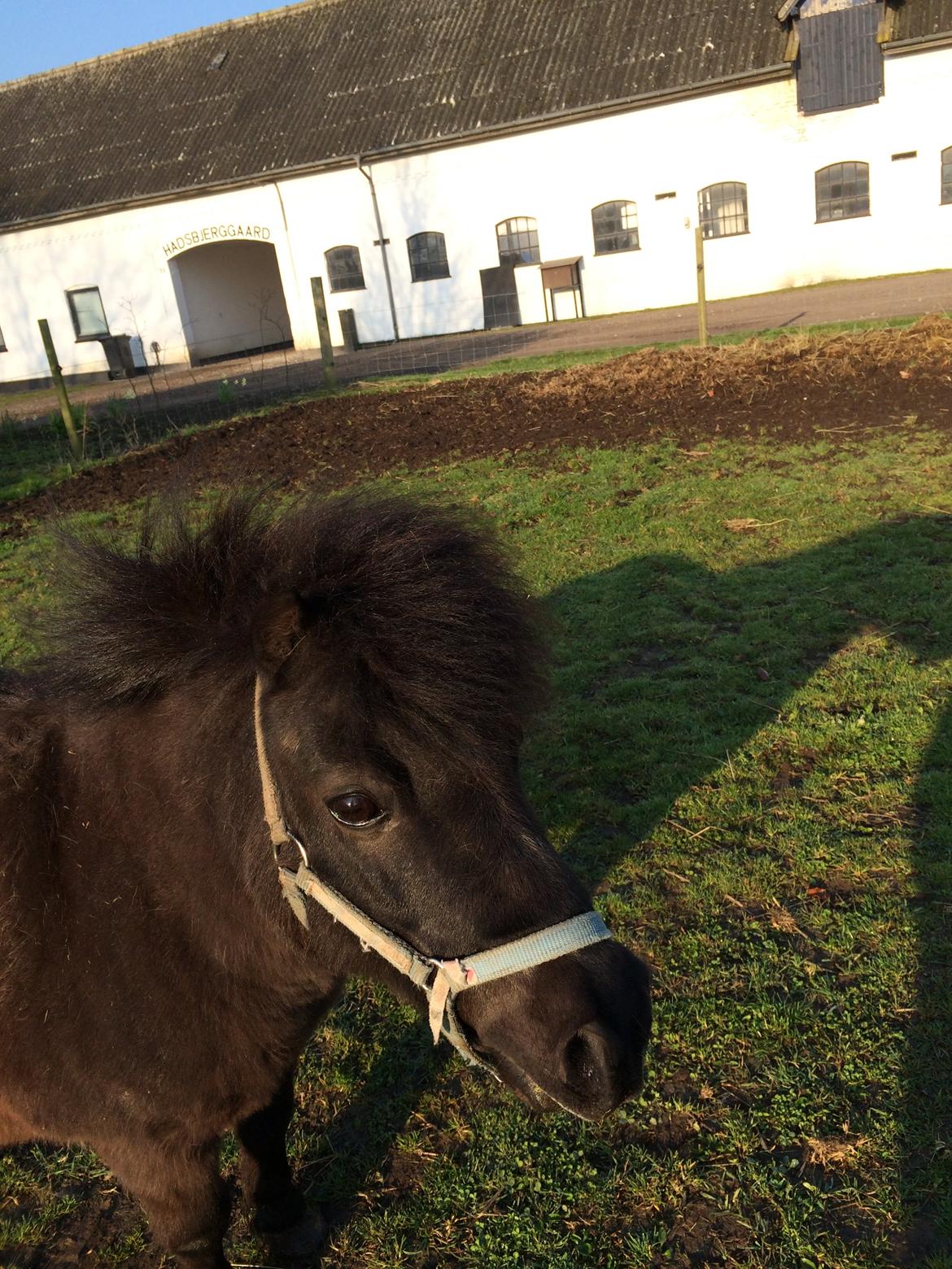Shetlænder Grille billede 4