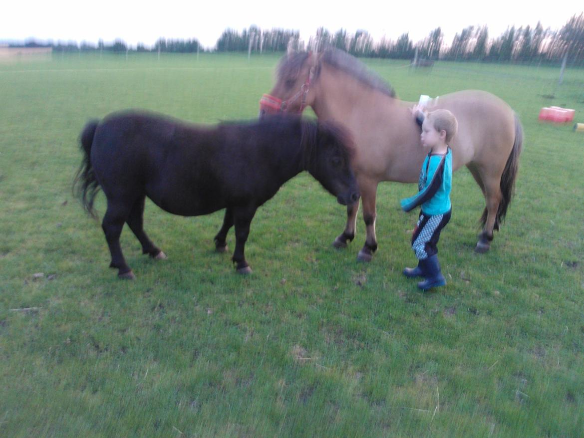 Shetlænder Grille billede 5