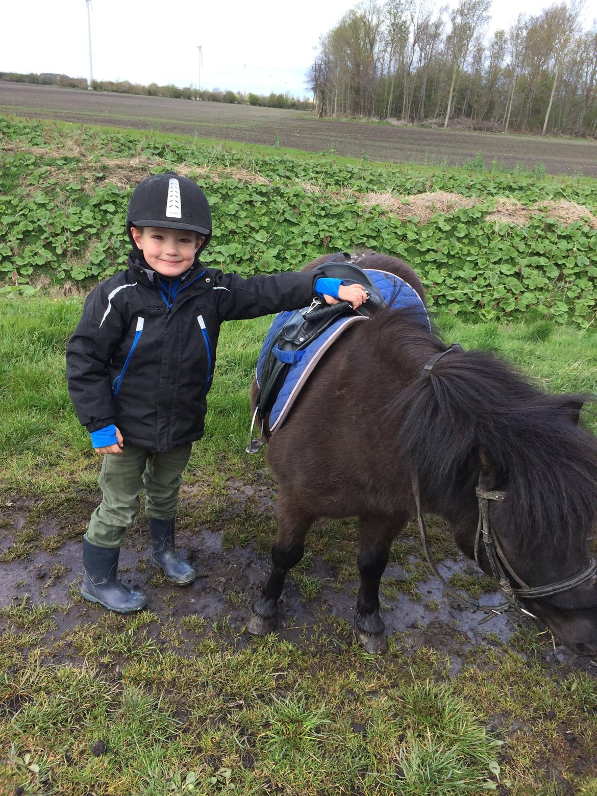 Shetlænder Grille billede 6