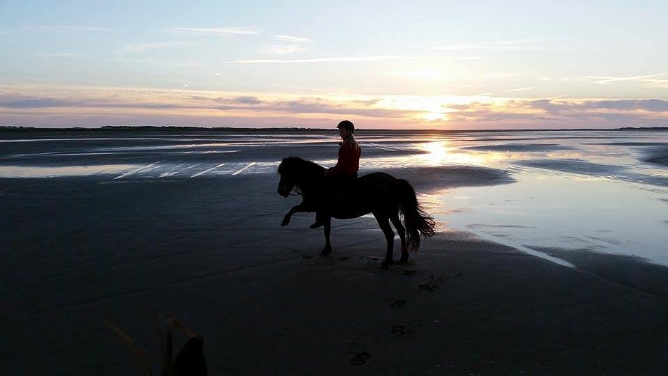 Islænder Koldís frá Hofi - Solnedgangstur til stranden :) På Rømø 2014:D billede 3