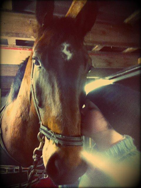 Anden særlig race Stauslykke's Contino billede 10