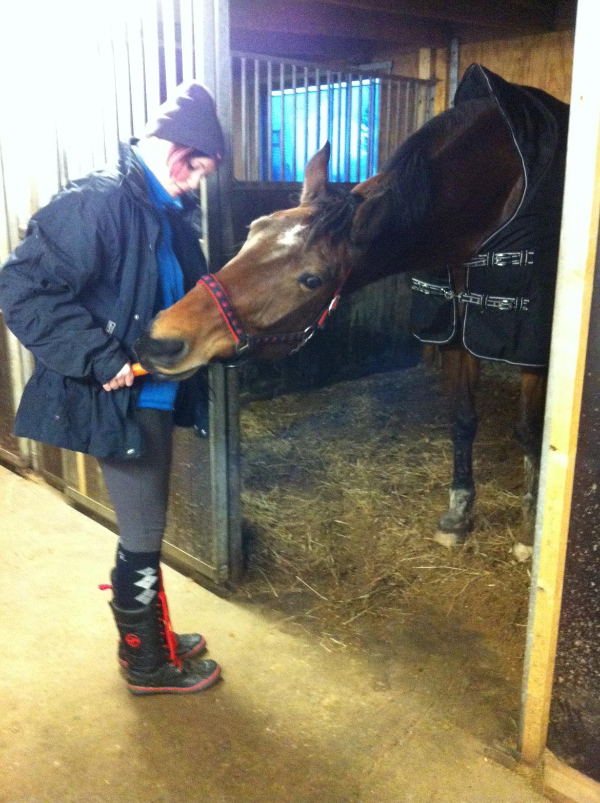 Anden særlig race Stauslykke's Contino billede 13