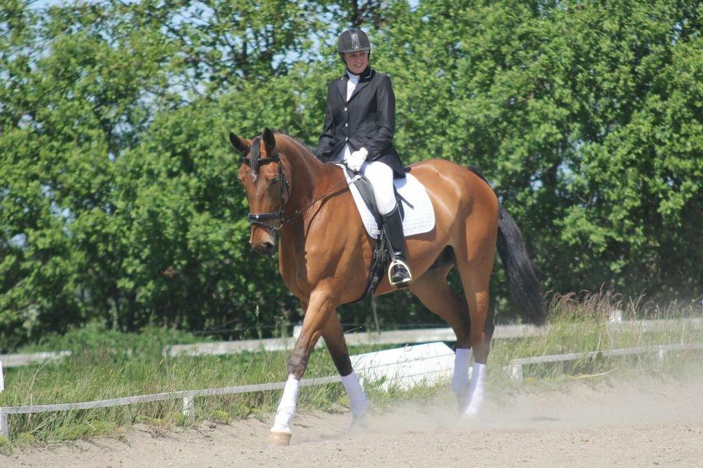 Anden særlig race Stauslykke's Contino billede 3