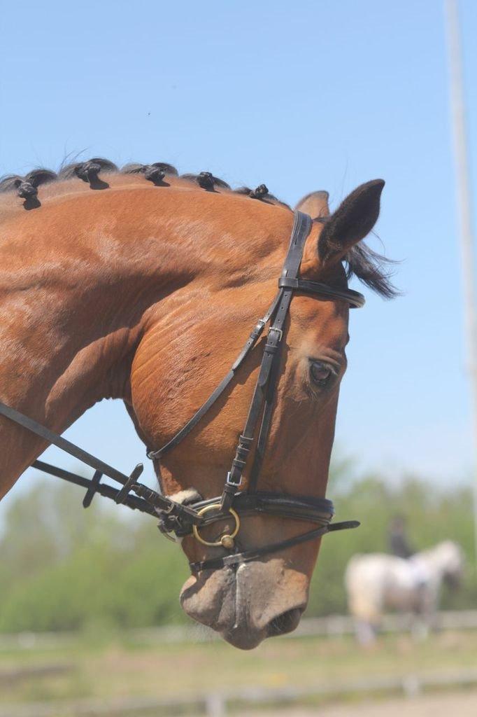 Anden særlig race Stauslykke's Contino billede 1