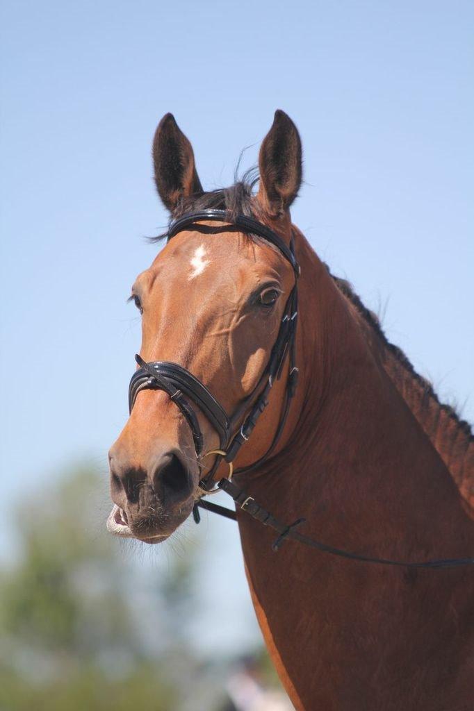Anden særlig race Stauslykke's Contino billede 4