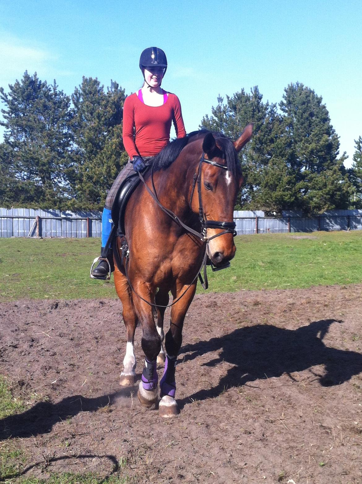 Anden særlig race Stauslykke's Contino billede 9