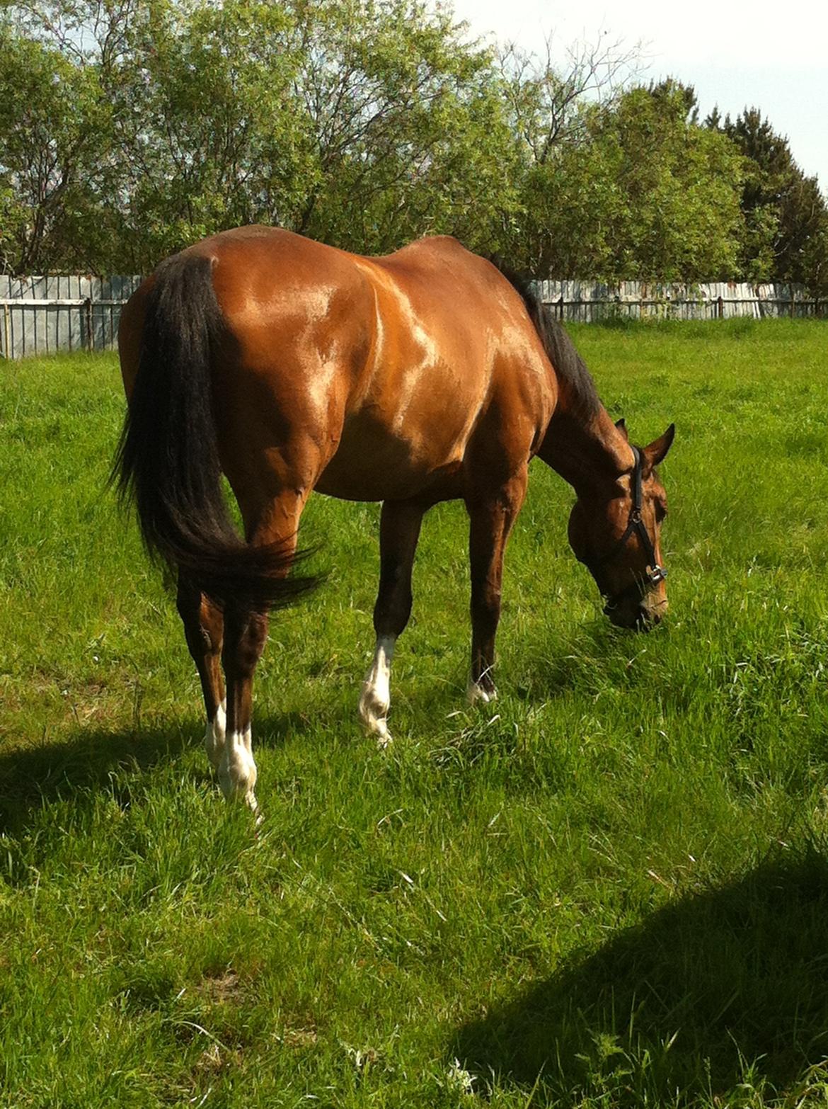 Anden særlig race Stauslykke's Contino billede 20