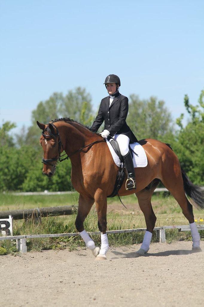 Anden særlig race Stauslykke's Contino billede 2