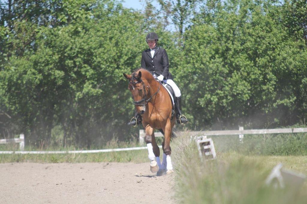 Anden særlig race Stauslykke's Contino billede 5