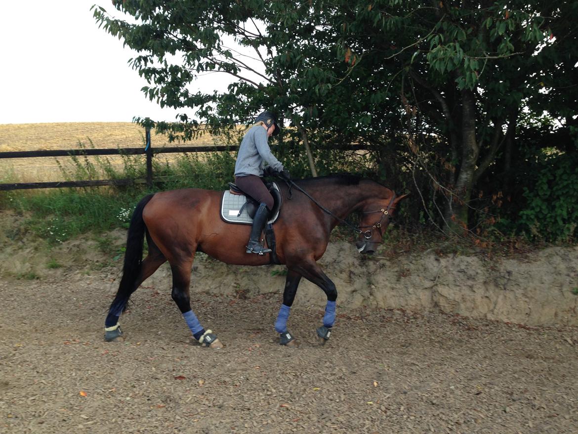 Dansk Varmblod Kunzen (Kenzo) billede 6