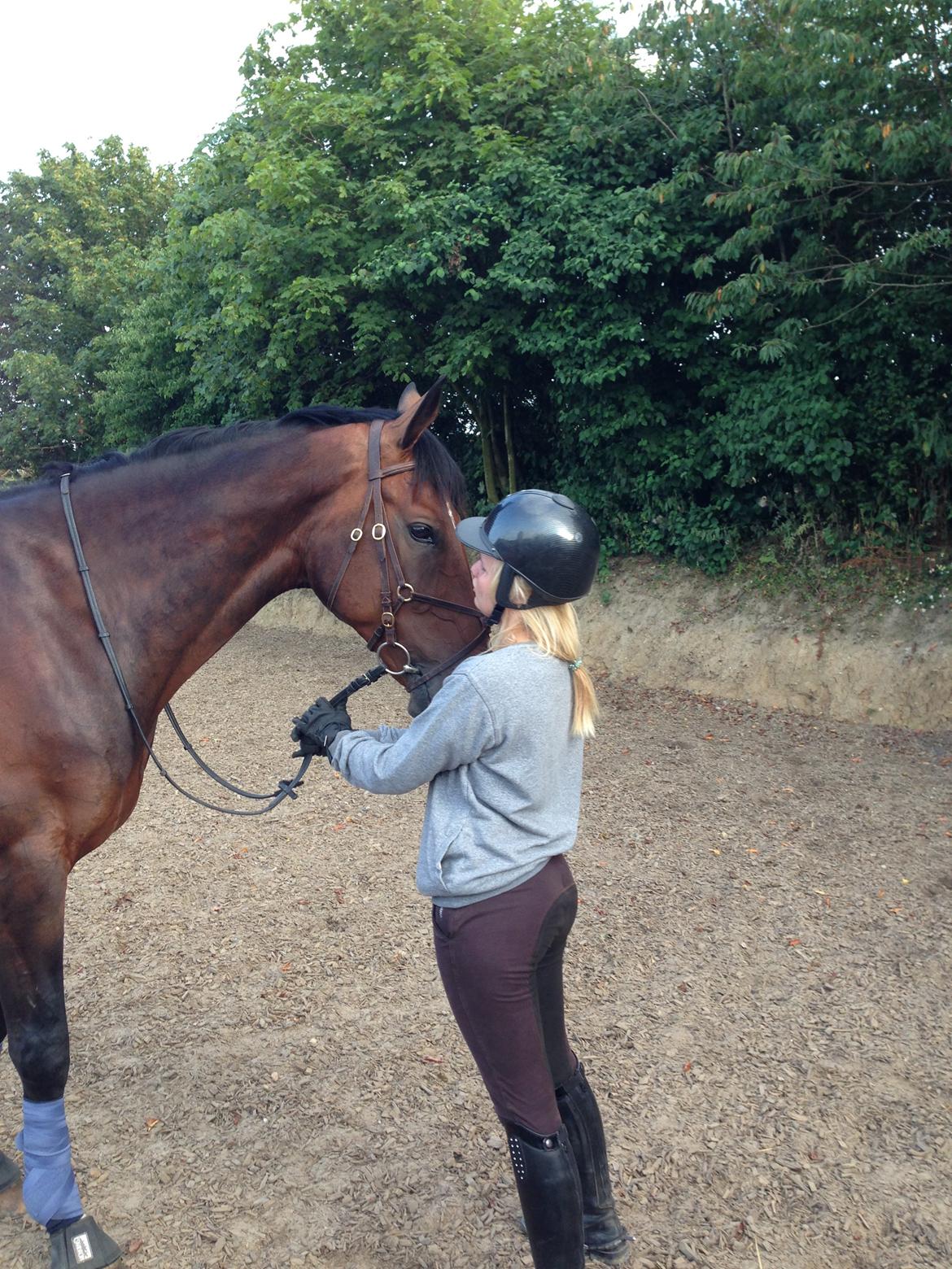 Dansk Varmblod Kunzen (Kenzo) billede 7