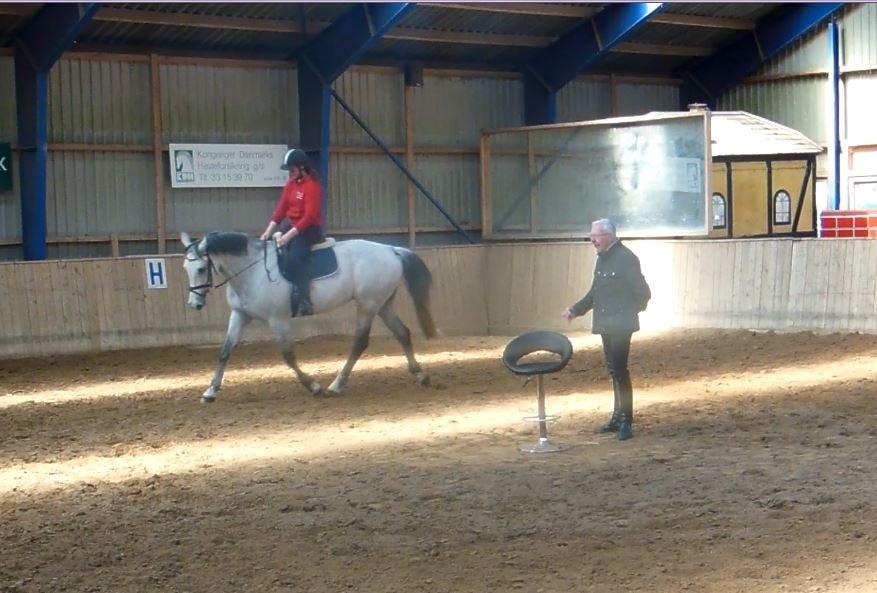 Dansk Varmblod In' Takt - Bjarne Nielsen kursus.  billede 18