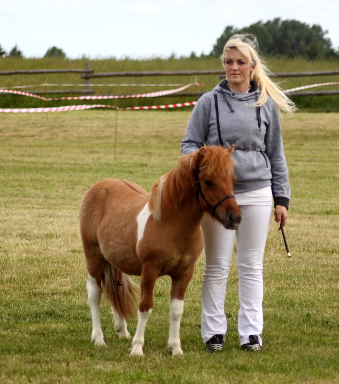 Shetlænder Annagaard Erbium - Juni '14 billede 39