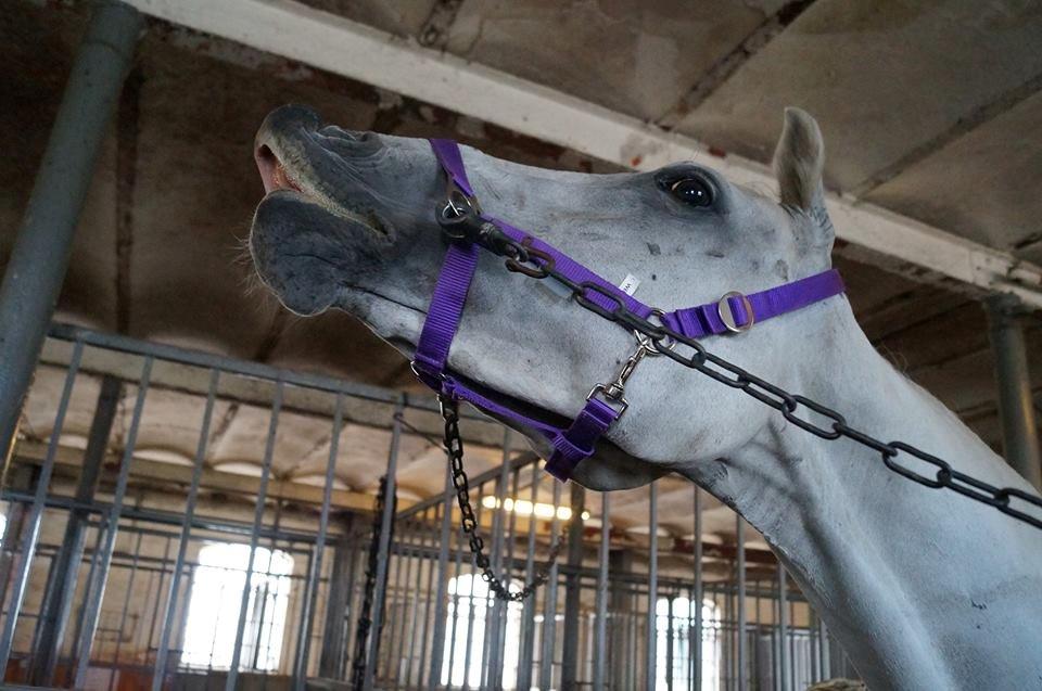 Anden særlig race Just My Luck (Lucky) - Sommer 2014 billede 28