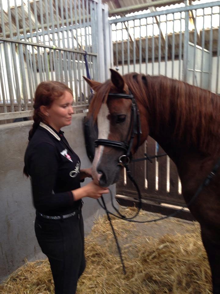 Welsh Cob (sec D) Hvedholms William billede 5