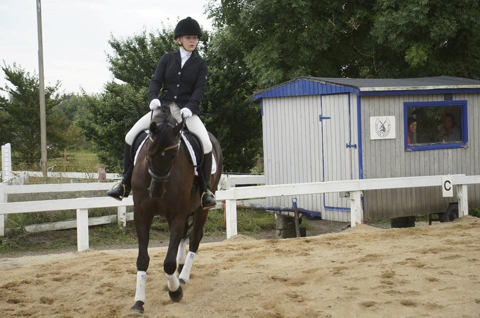Trakehner Satori Birkedommergård - Den 9. august 2014. LC1, 1.plads. Satori og mit første stævne sammen, i mens han stadig var min mors. billede 10