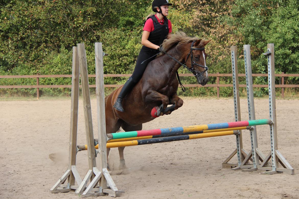 Anden særlig race Sasha billede 20
