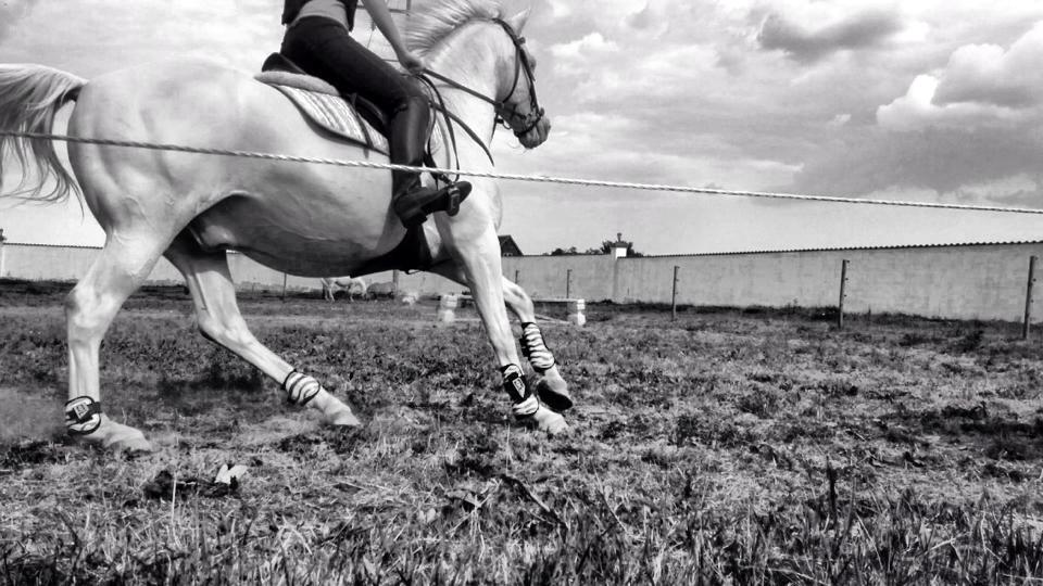 Palomino Moonhaze Silver Spiral billede 19