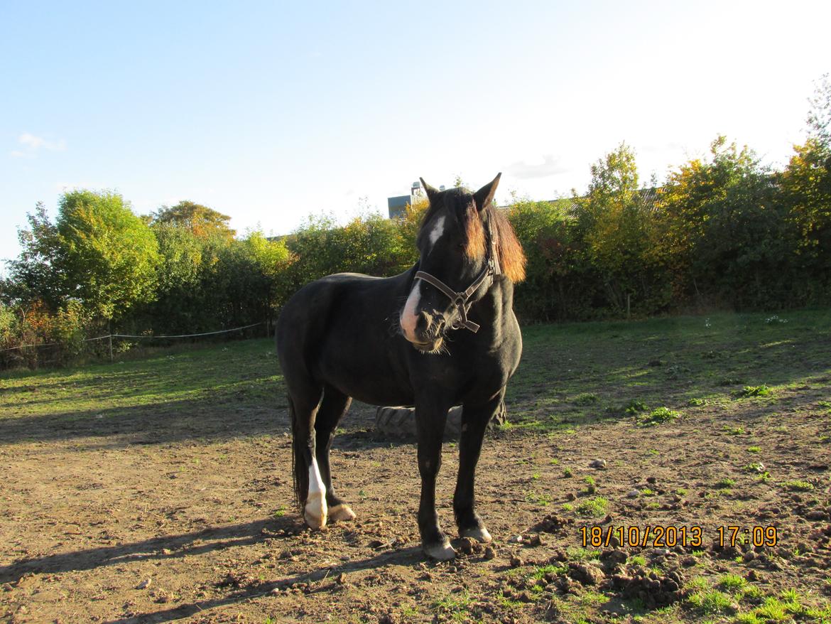 Welsh Cob (sec D) Regan billede 1