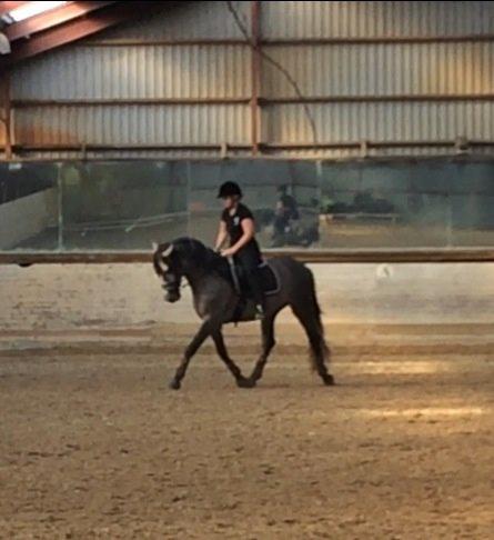 Pura Raza Española Tiento Yet - Første ridetur efter han kom hjem til DK. billede 10