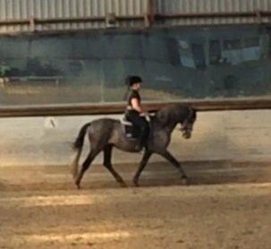 Pura Raza Española Tiento Yet - Første ridetur efter han kom hjem til DK. billede 11