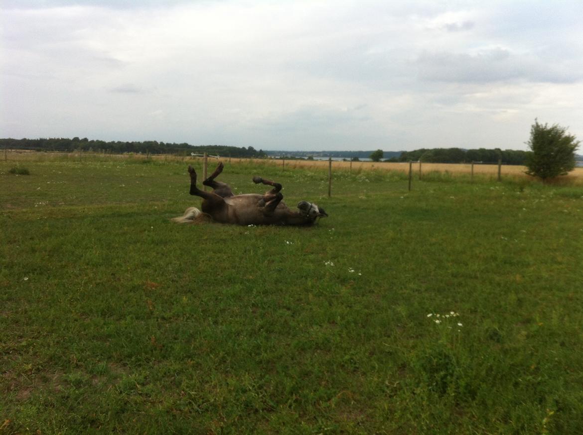 Pura Raza Española Tiento Yet billede 14