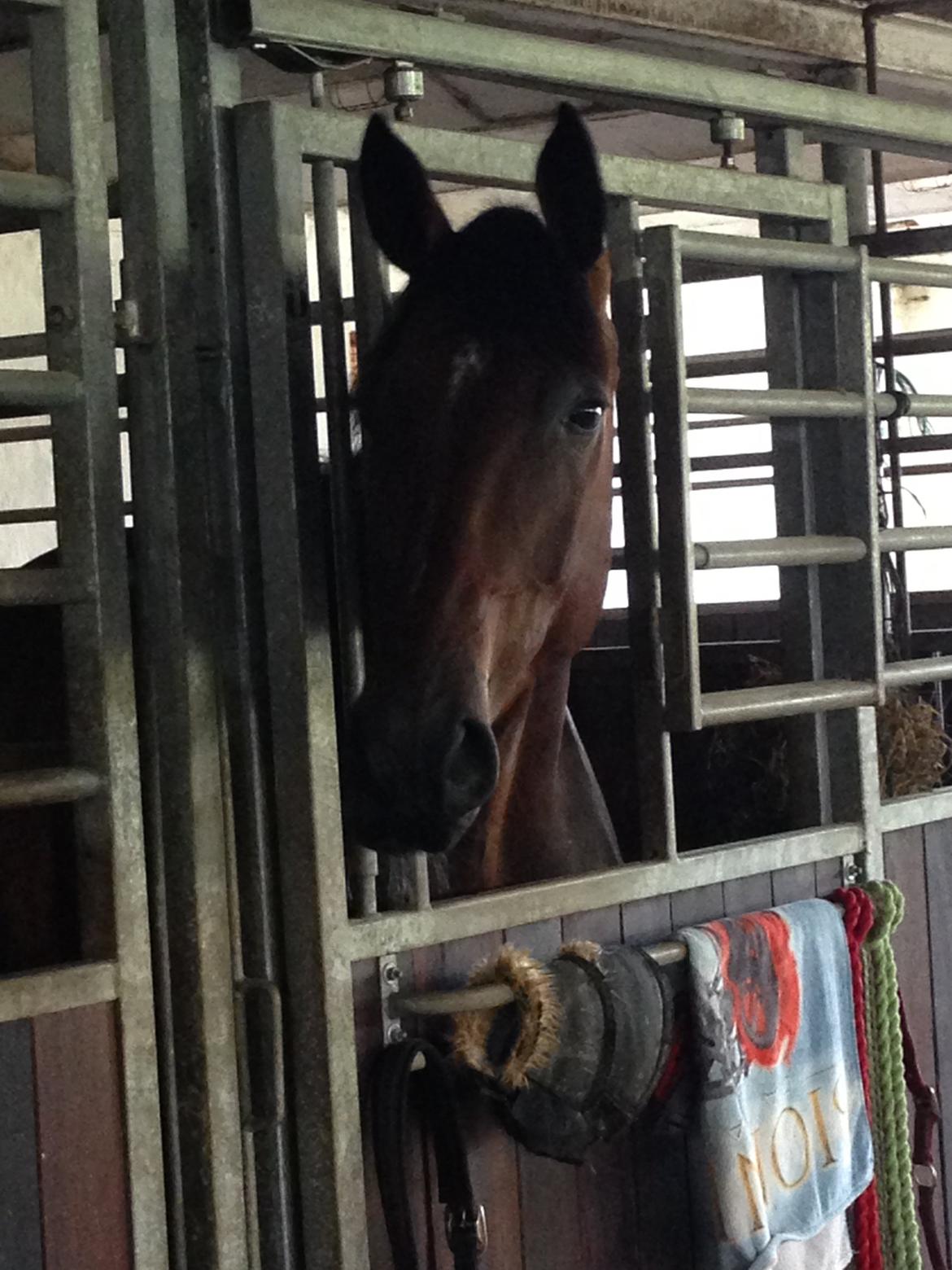 Dansk Varmblod Kunzen (Kenzo) billede 8