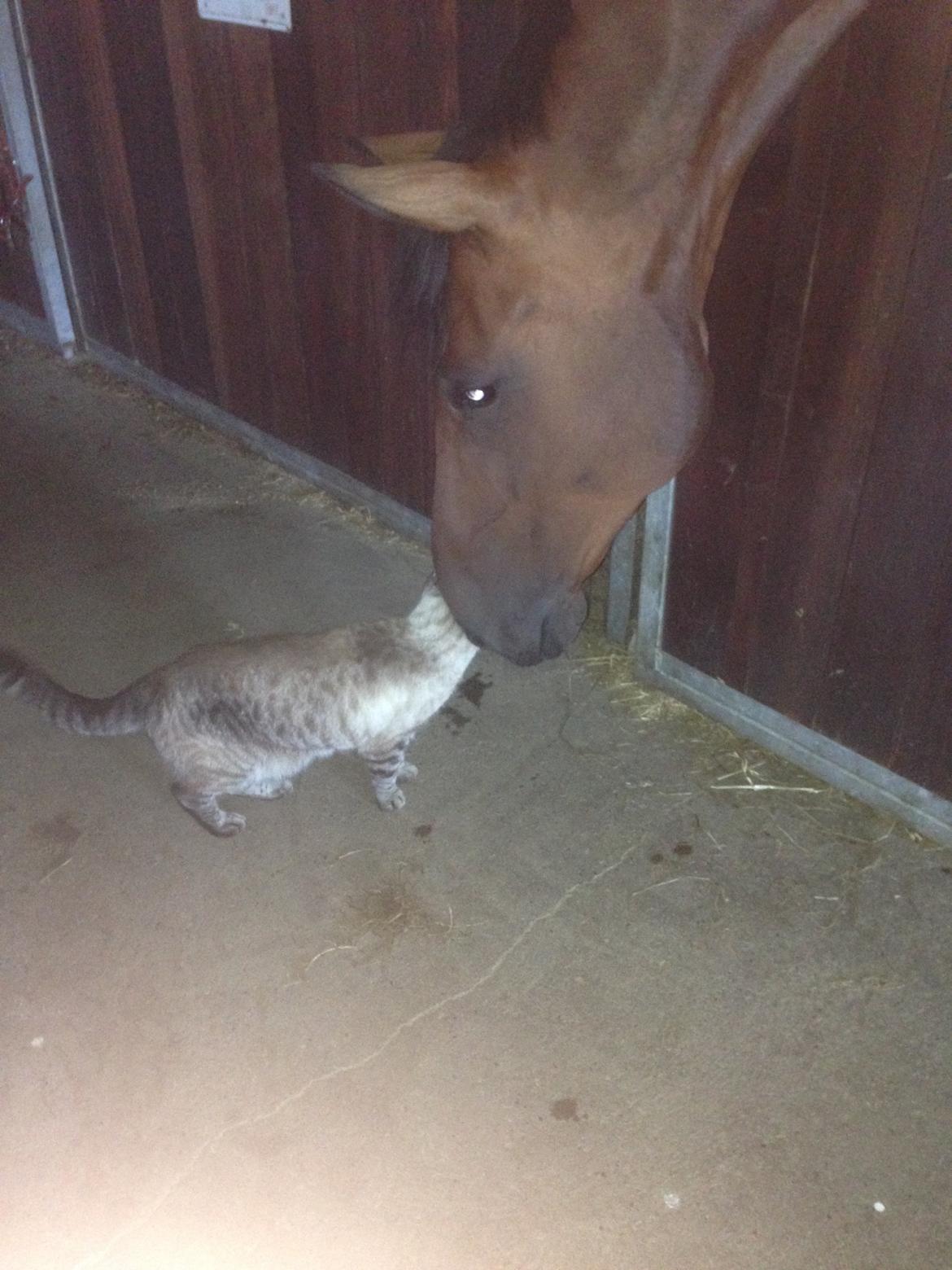 Dansk Varmblod Kunzen (Kenzo) billede 10