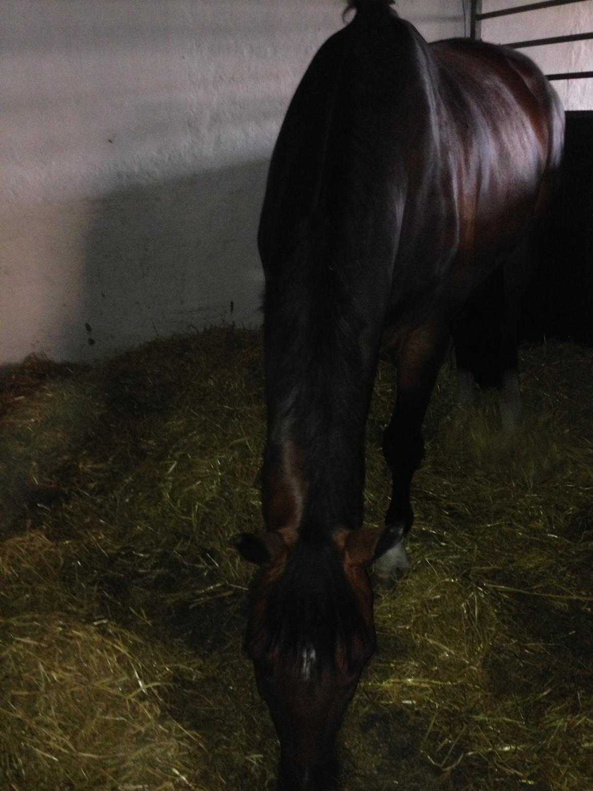 Dansk Varmblod Kunzen (Kenzo) billede 9