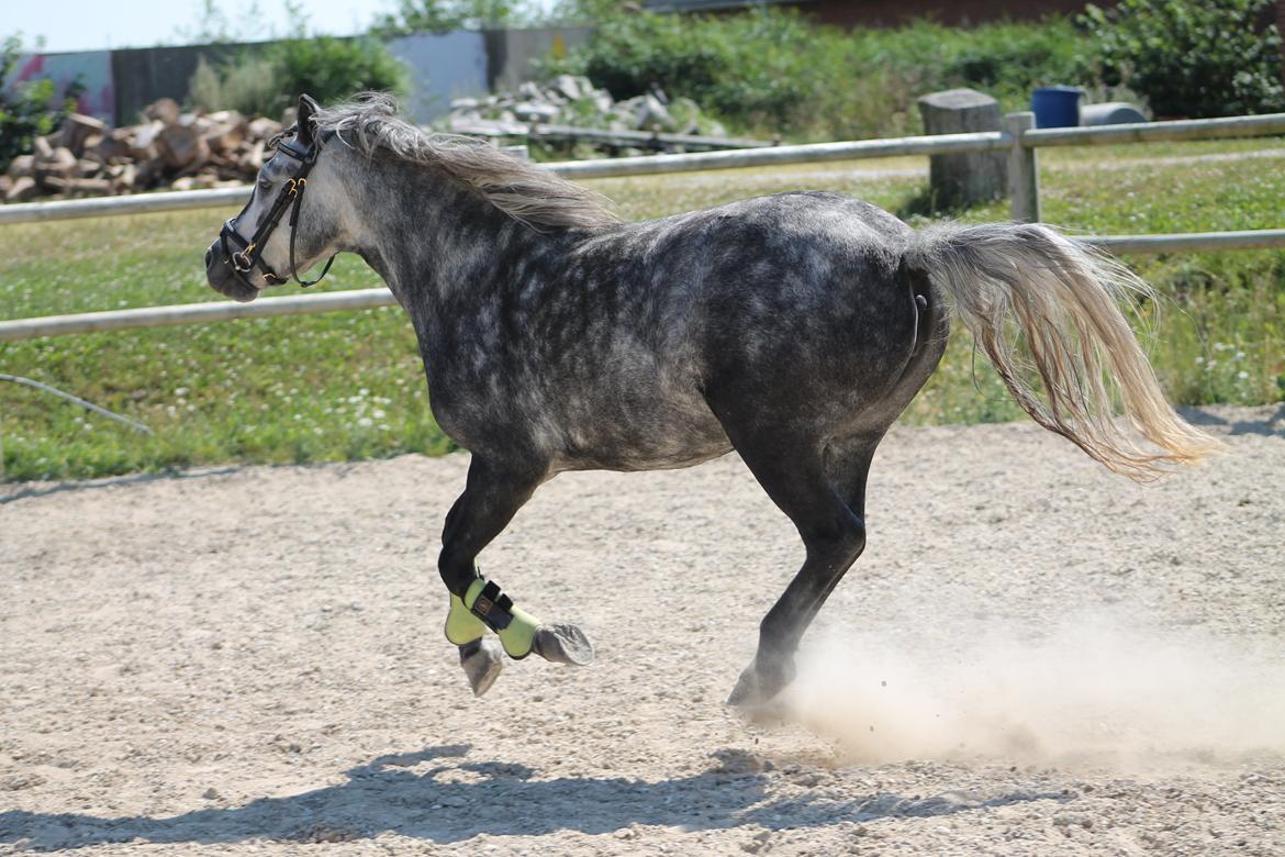 Dartmoor Prinsesse Pigen billede 7