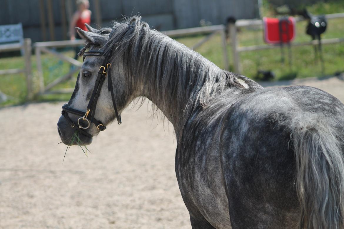 Dartmoor Prinsesse Pigen billede 2