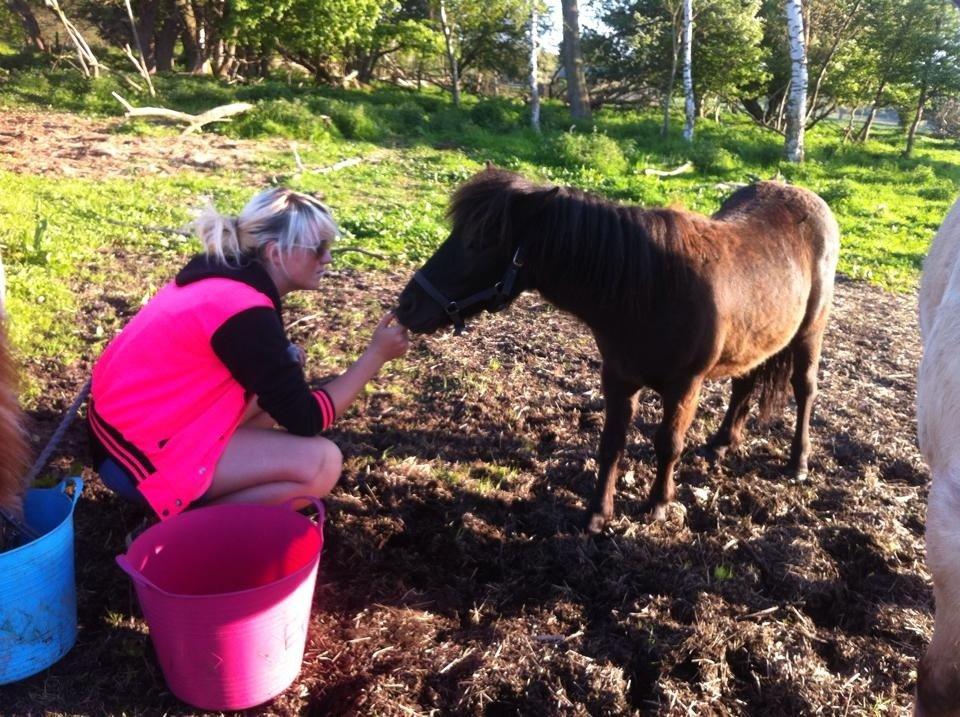 Shetlænder Annagaard Platin billede 18