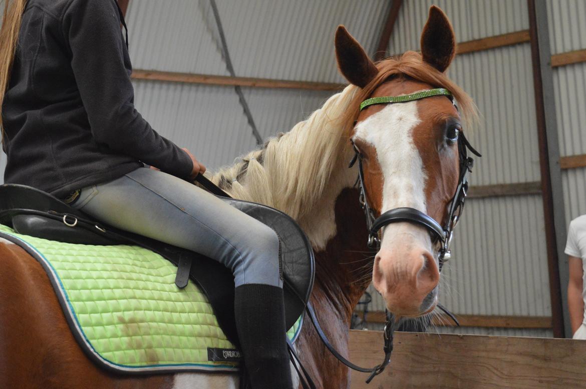 Pinto Indurain Delight - Den Brogede Skønhed billede 2