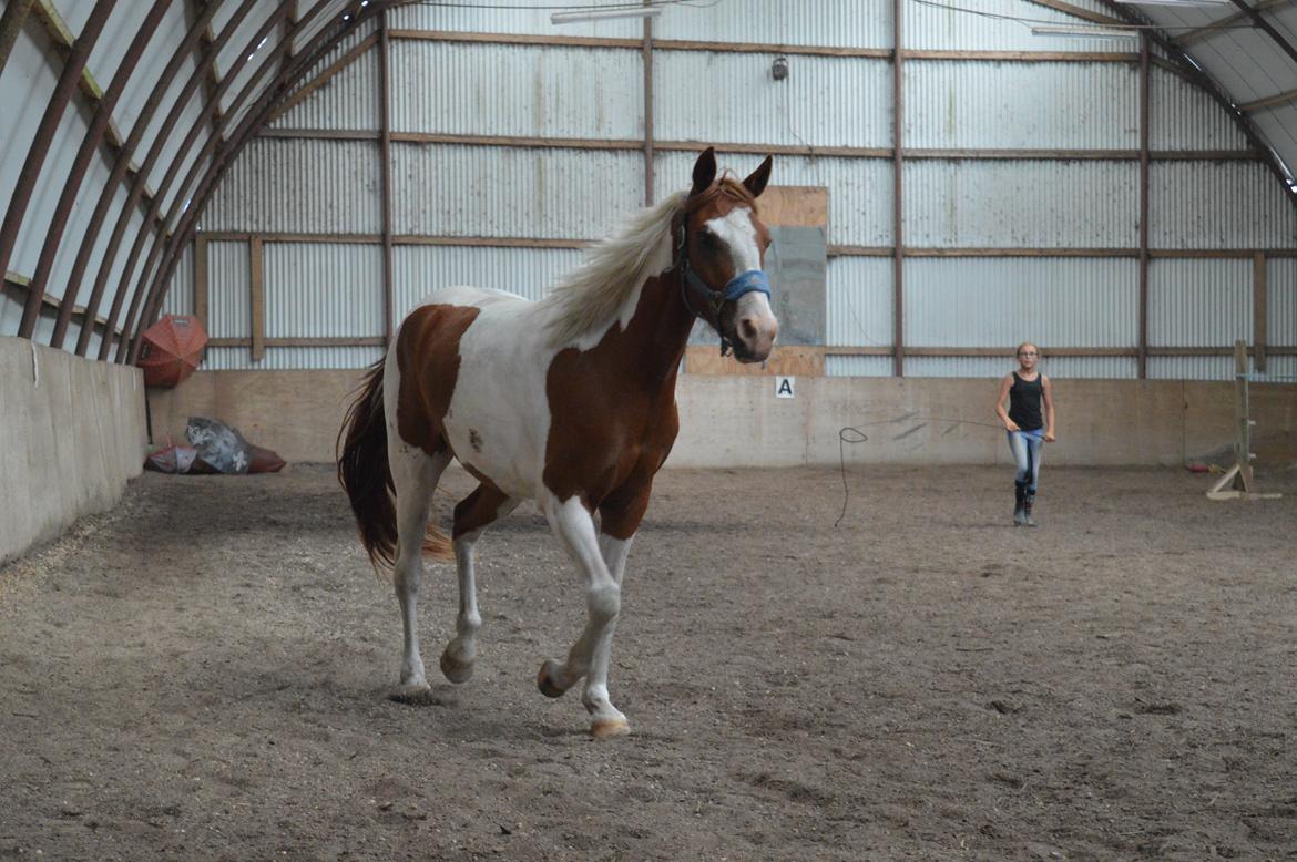 Pinto Indurain Delight - Den Brogede Skønhed billede 9