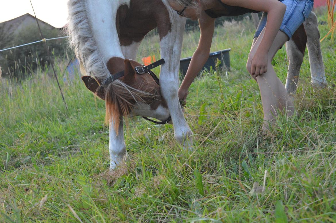 Pinto Indurain Delight - Den Brogede Skønhed billede 4
