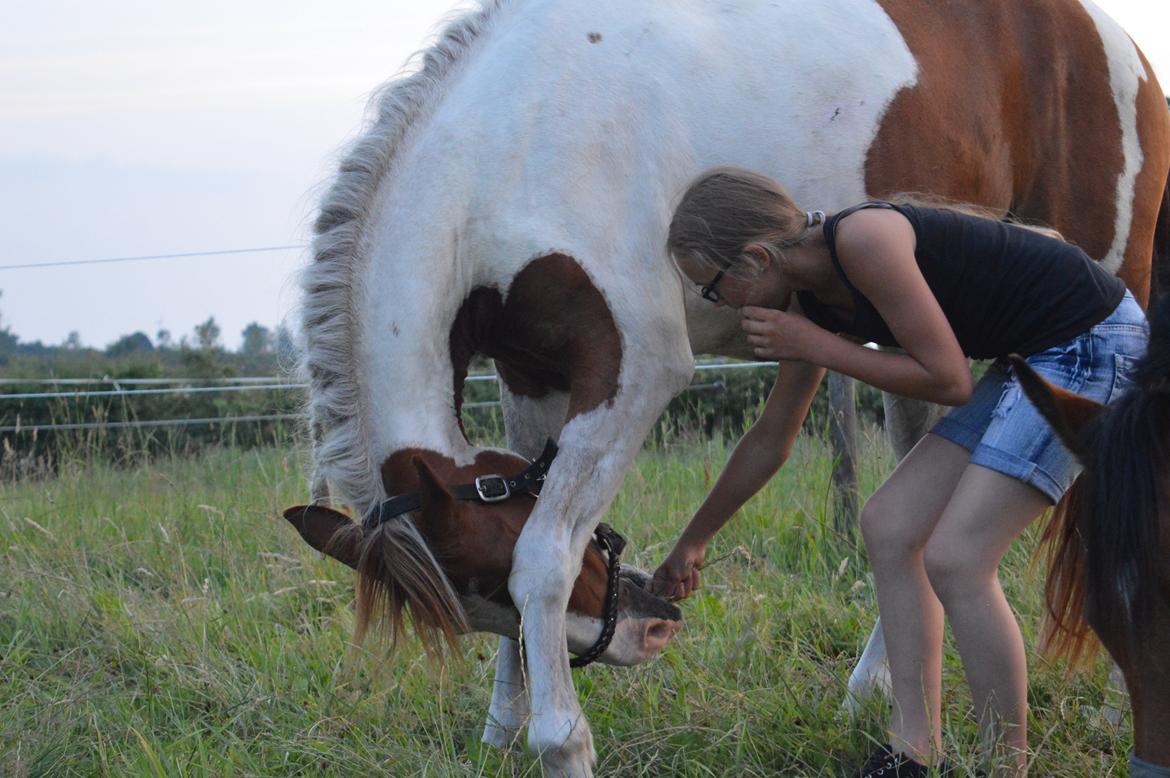 Pinto Indurain Delight - Den Brogede Skønhed billede 5