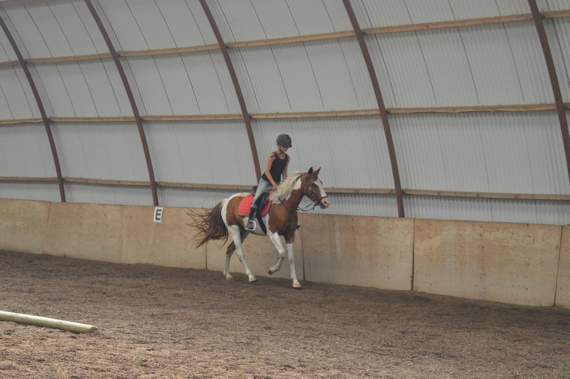 Pinto Indurain Delight - Den Brogede Skønhed billede 6