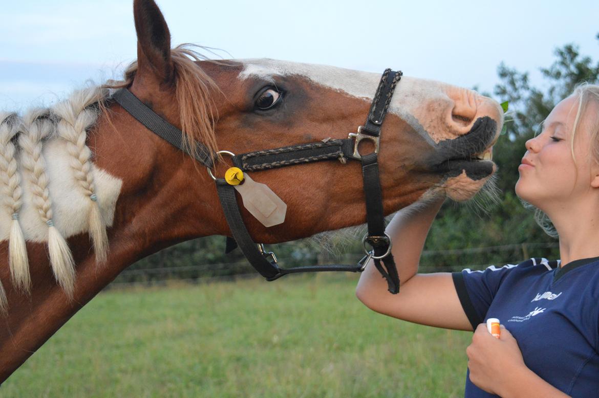 Pinto Indurain Delight - Den Brogede Skønhed billede 7