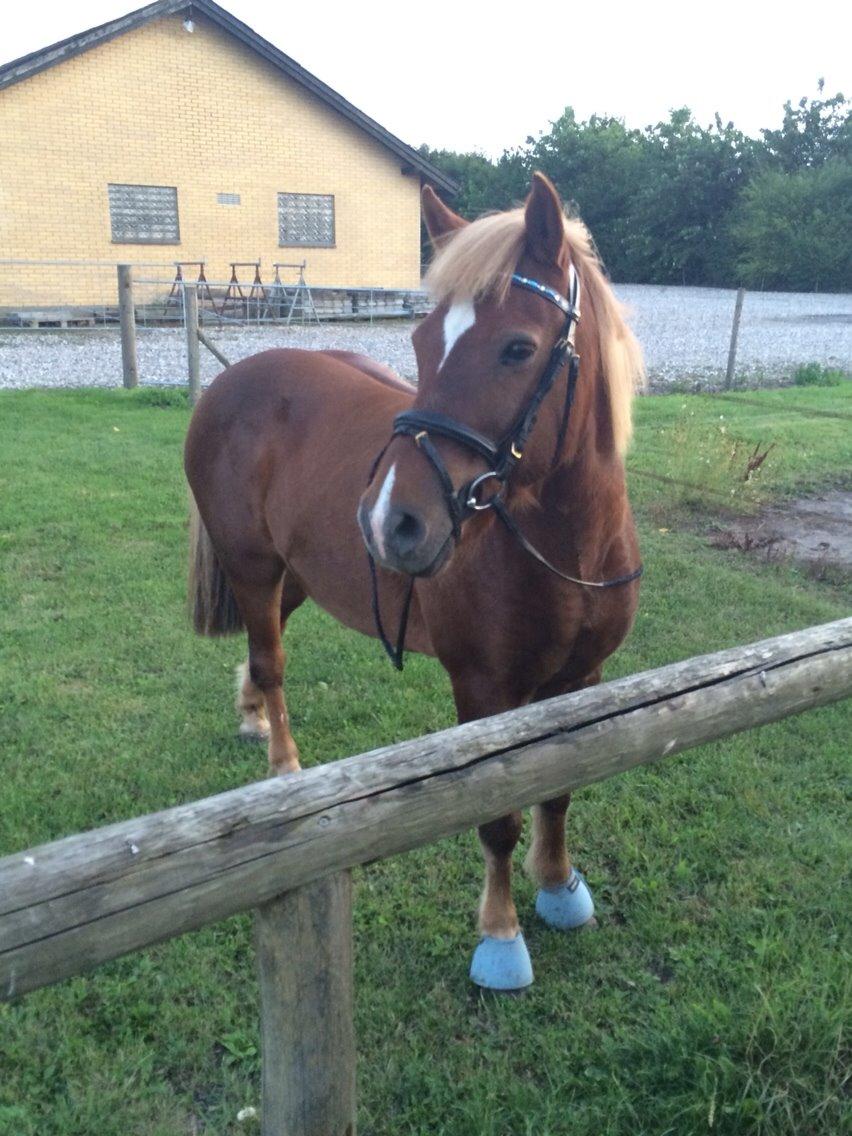 Anden særlig race Jupitor * Himmelhest * - Min bette skat - 10-08 efter halten. ♥ billede 15