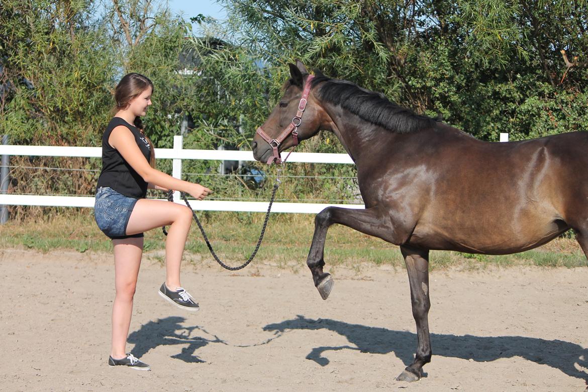 Hollandsk Sportspony NAPIRAI - Nappi.<3 billede 5