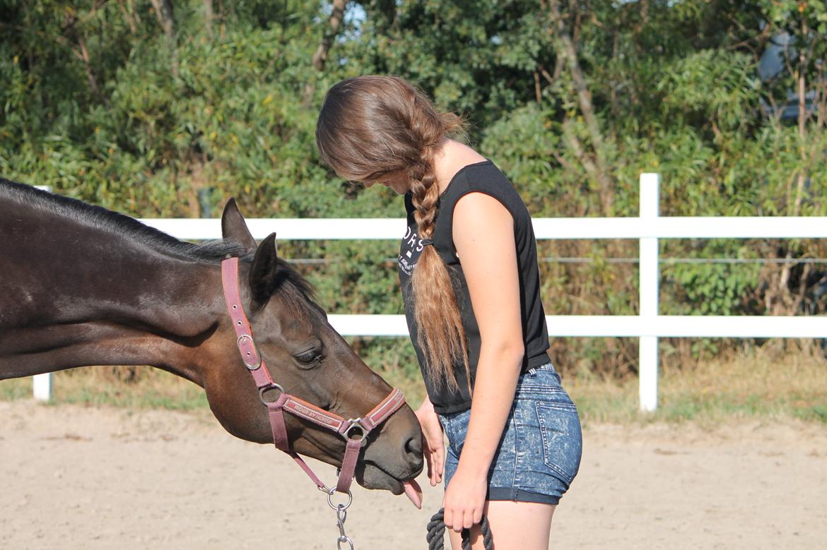 Hollandsk Sportspony NAPIRAI - "Giv mig en godbid!" billede 36