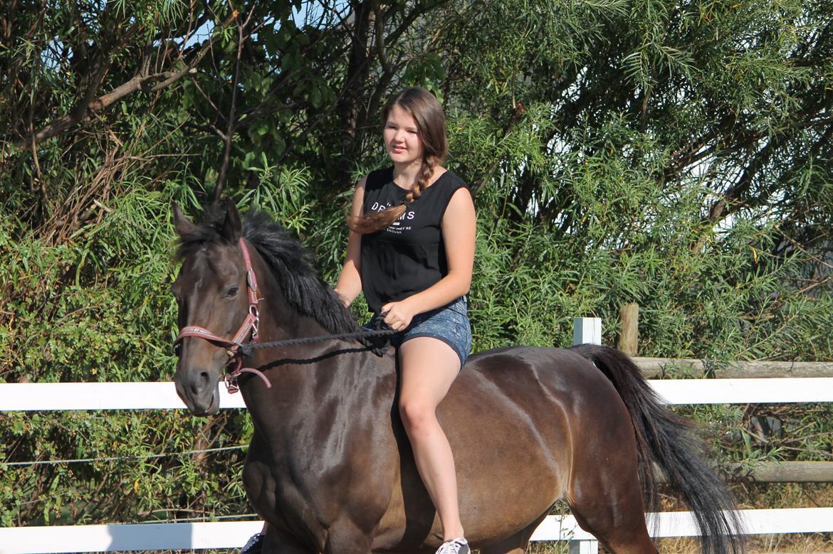 Hollandsk Sportspony NAPIRAI - Uden sadel <3 billede 24