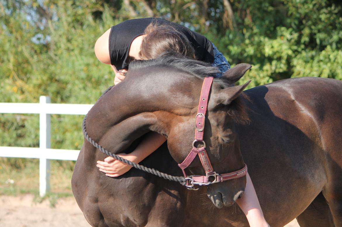 Hollandsk Sportspony NAPIRAI - Krammer <3 billede 40